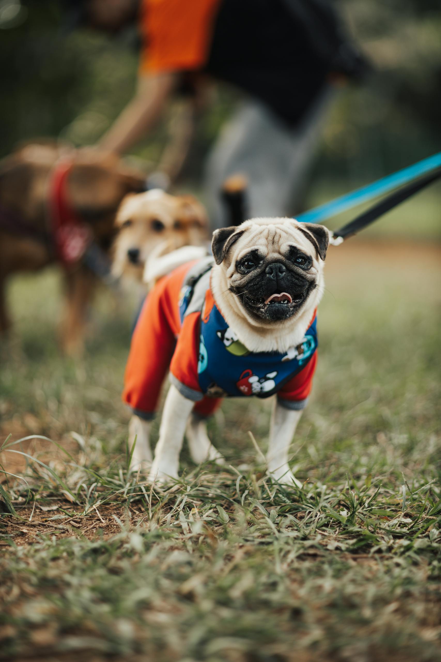 A cute pug wearing a colorful outfit takes a walk in a dog-friendly park on a sunny day.