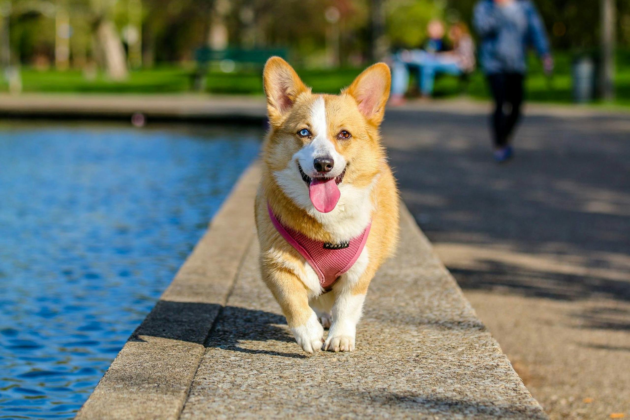 Cute corgi walking joyfully by the pond in a dog-friendly park (reminiscent of Gage Park in Hamilton, Ontario) on a sunny day.
