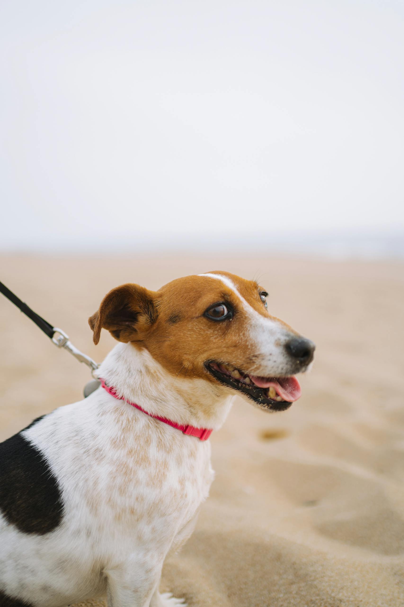 Happy beagle dog wearing a red collar on a sandy, dog-friendly beach like the ones in Hamilton Ontario
