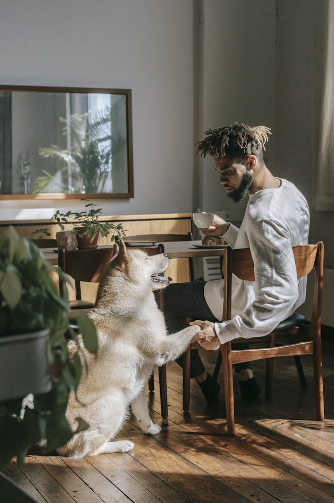 Man enjoying coffee indoors at a dog-friendly cafe with his friendly Akita Inu dog during a sunny day.