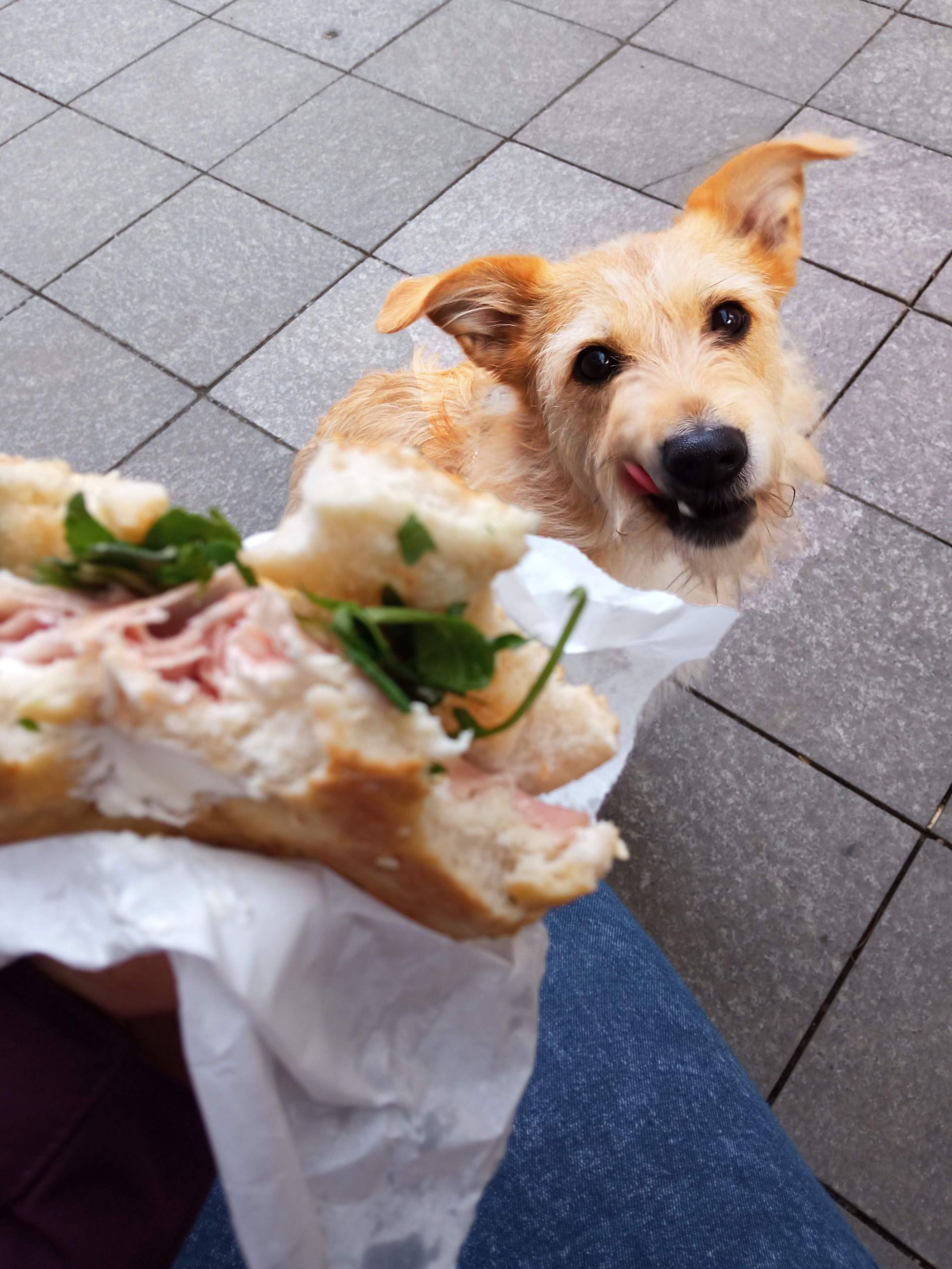 A cute dog licking its lips, eyeing a sandwich on a sidewalk. Perfect for pet and food-themed content.