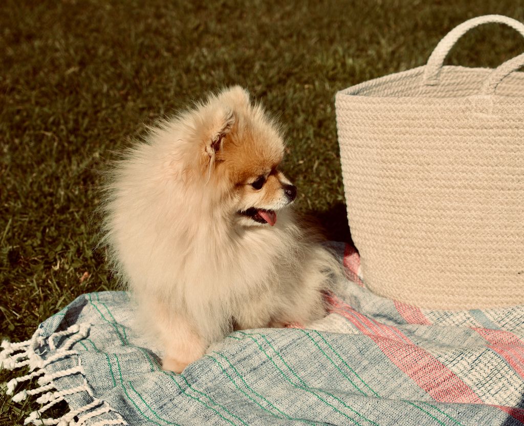 Adorable Pomeranian resting on a picnic blanket outdoors with a basket nearby.