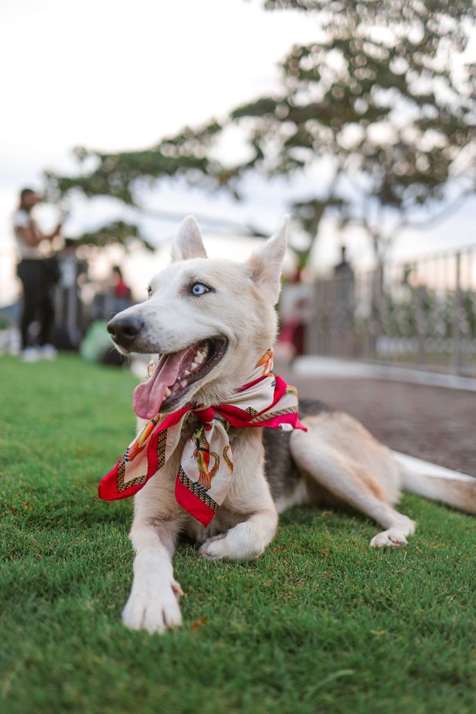 Playful dog in a vibrant scarf enjoying a sunny day at the park.